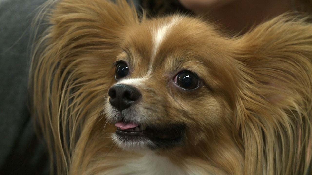 Usc 2024 therapy dog