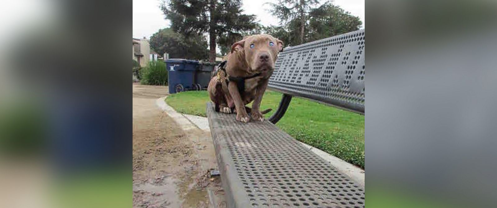 Blind pit bull abandoned on park bench gets second chance - ABC Columbia