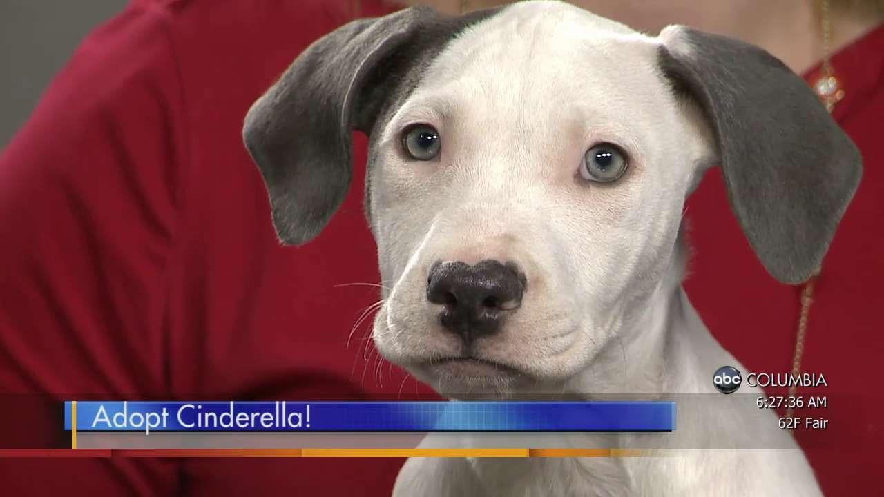 Pawmetto Pet of the Week: Cinderella - ABC Columbia