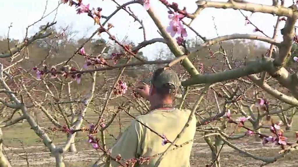 Freezing Temperatures Devastate South Carolina Peach Crops ABC Columbia