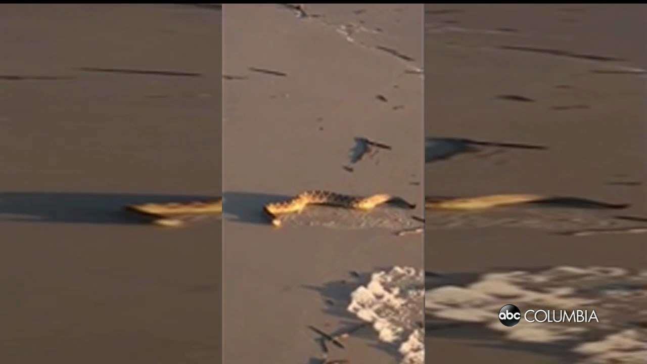 Diamondback Rattlesnake Found on SC Beach ABC Columbia