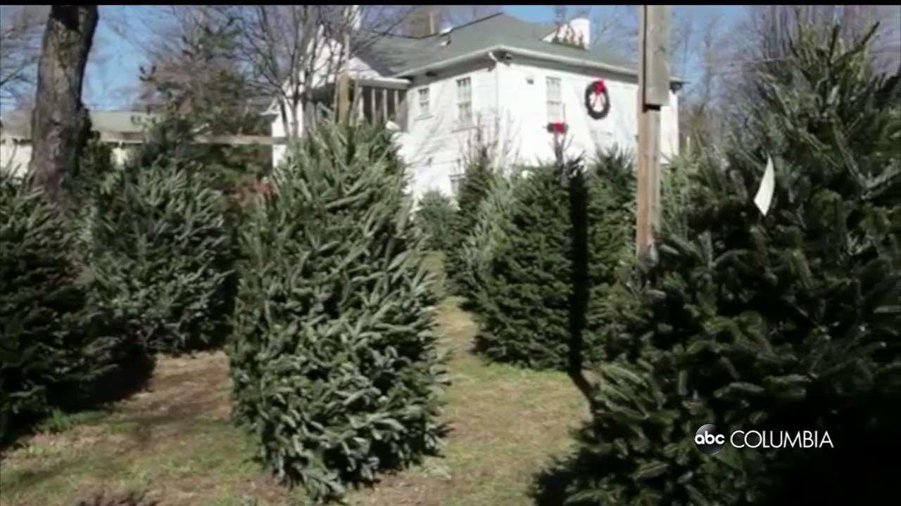 Christmas Tree Shortage Lasting Sign of Recession