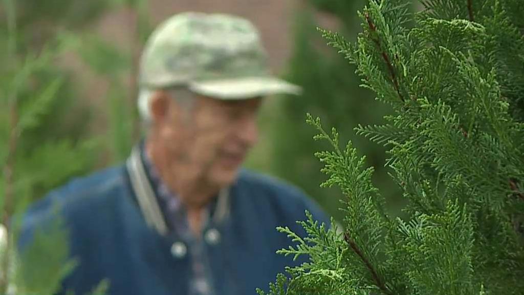 Christmas Tree Shortage Not Stumping Midlands Farmers Spirit ABC Columbia