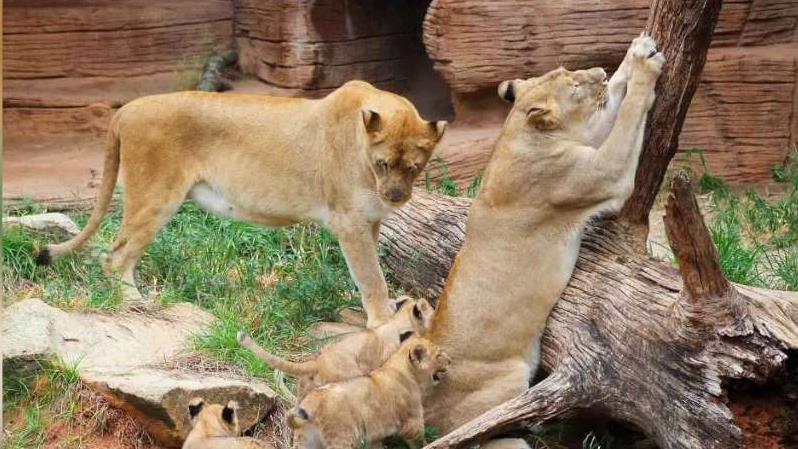 2 more lion cubs born at Riverbanks Zoo - ABC Columbia 2 more lion cubs