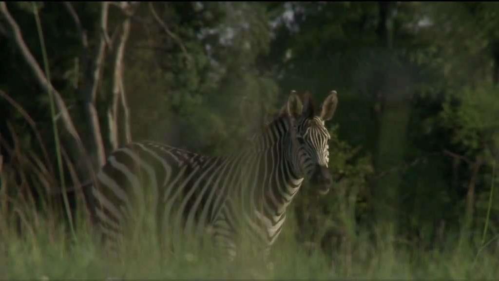 Study Wearing black and white stripes like a zebra may keep blood