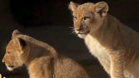 Lion Cub Names Revealed!