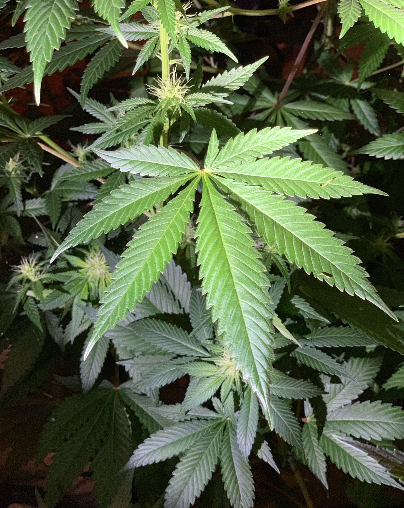 SC lawmakers pre-file bills to regulate medical cannabis in the state - Vimarsana News