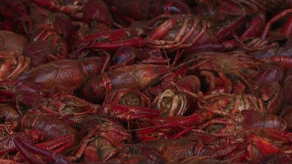 Rosewood Crawfish festival brings food and fun to new location ABC