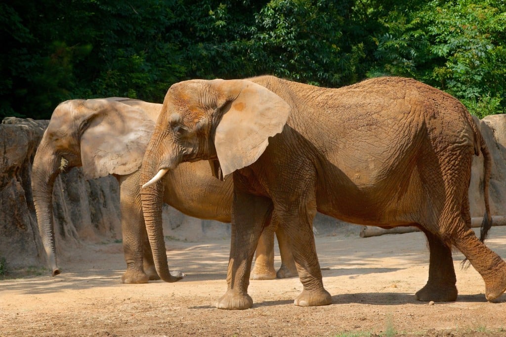 Elephants moving out of Riverbanks Zoo, White Rhinos moving in - ABC