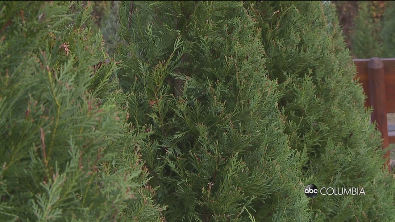 Christmas tree shortage in the Midlands causes prices to grow ABC