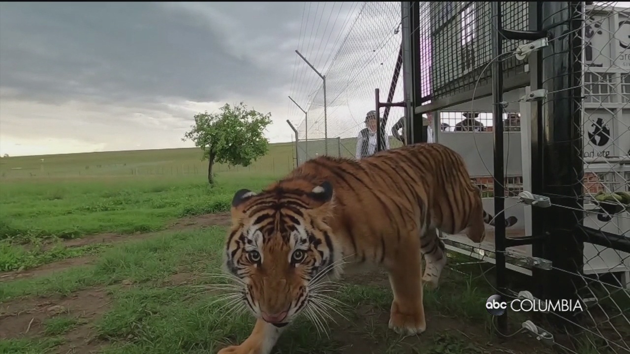 After grueling journey, rescued lions finally taste freedom in Africa - CBS  News