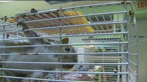 Carolina Wildlife Center