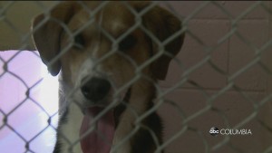 Columbia Animal Services