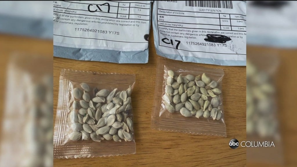Mystery Seeds