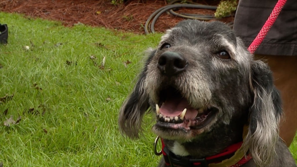 W11 P Dog Honored