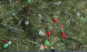 State House Tree Lights