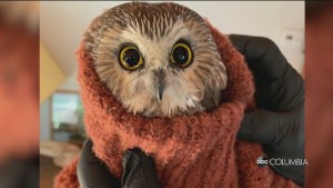 Owl Stuck In Rockafella Tree