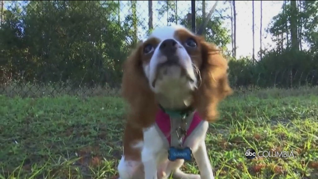 Dog Vs Alligator