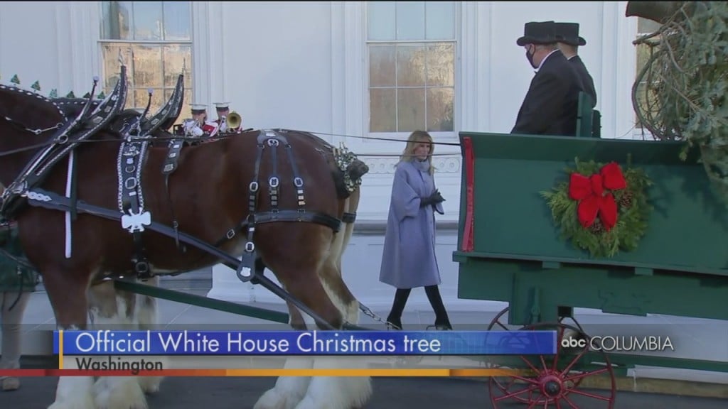 White House Tree