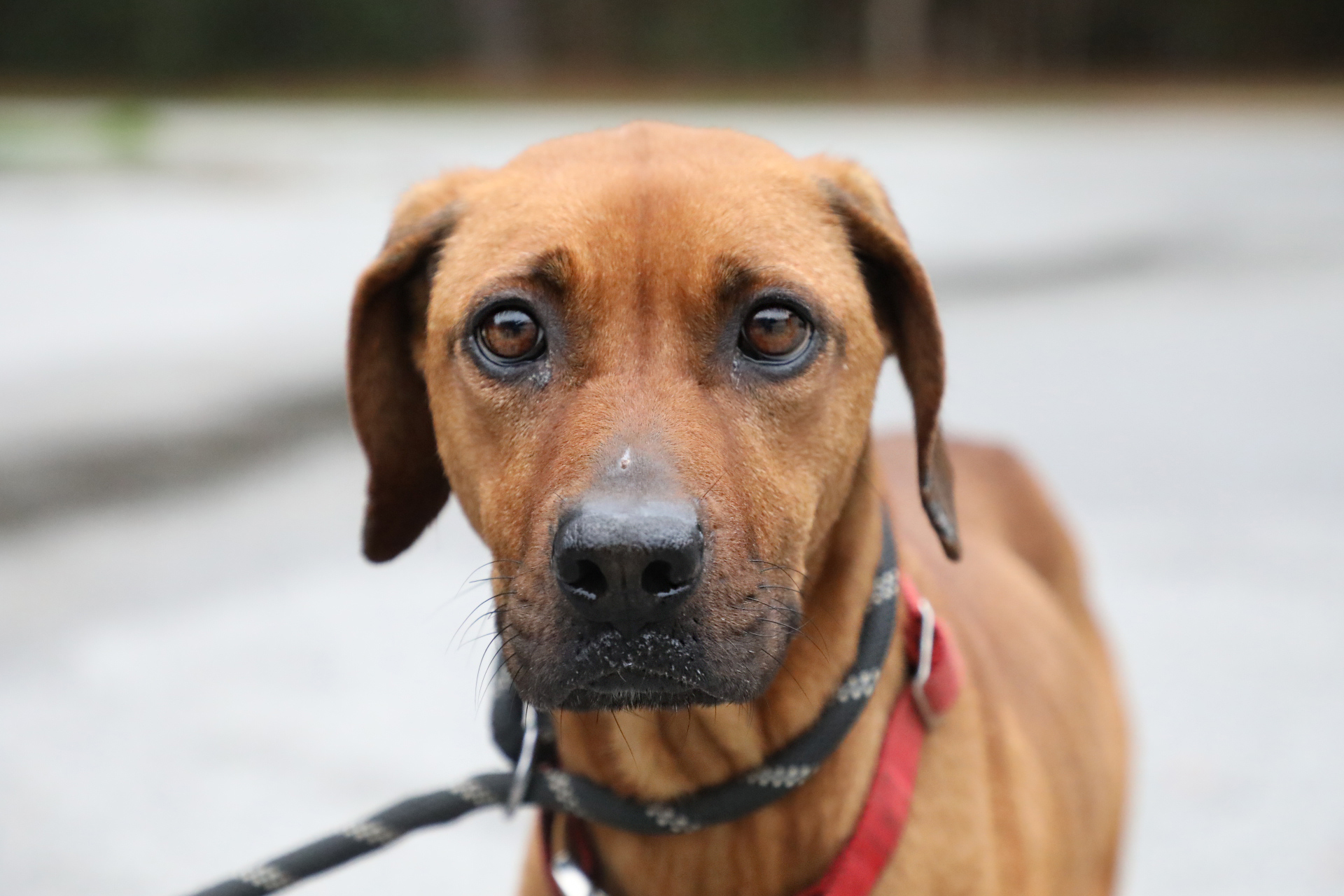Neglected dog makes swift recovery after being rescued from Sumter Co. home - Vimarsana News