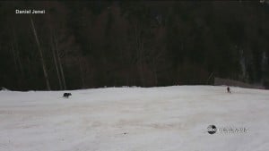 Romania Bear Chase
