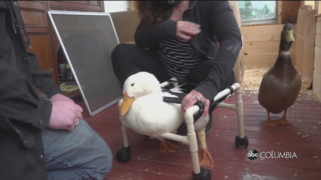 Duck Wheelchair