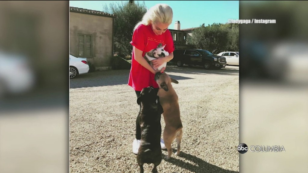 Gaga Dogs Stolen