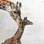 Greenville Zoo Giraffe Calf