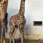 Greenville Zoo Giraffe Calf 2