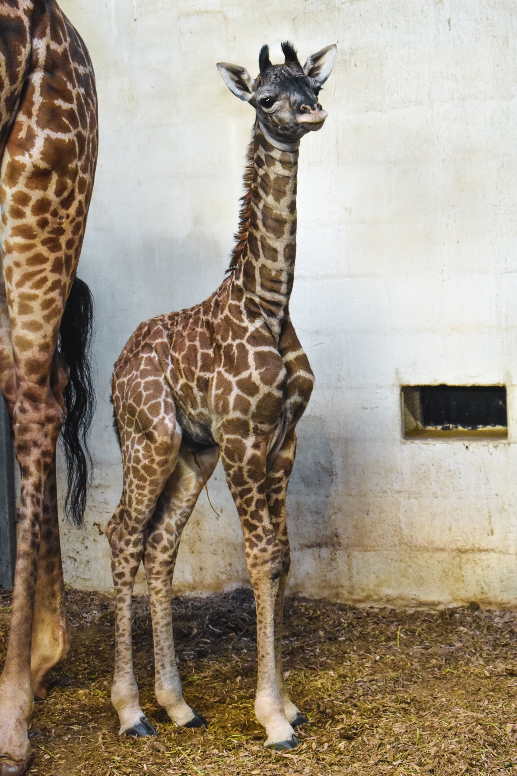 Greenville Zoo Giraffe Calf 2 - ABC Columbia