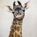 Greenville Zoo Giraffe Calf 3