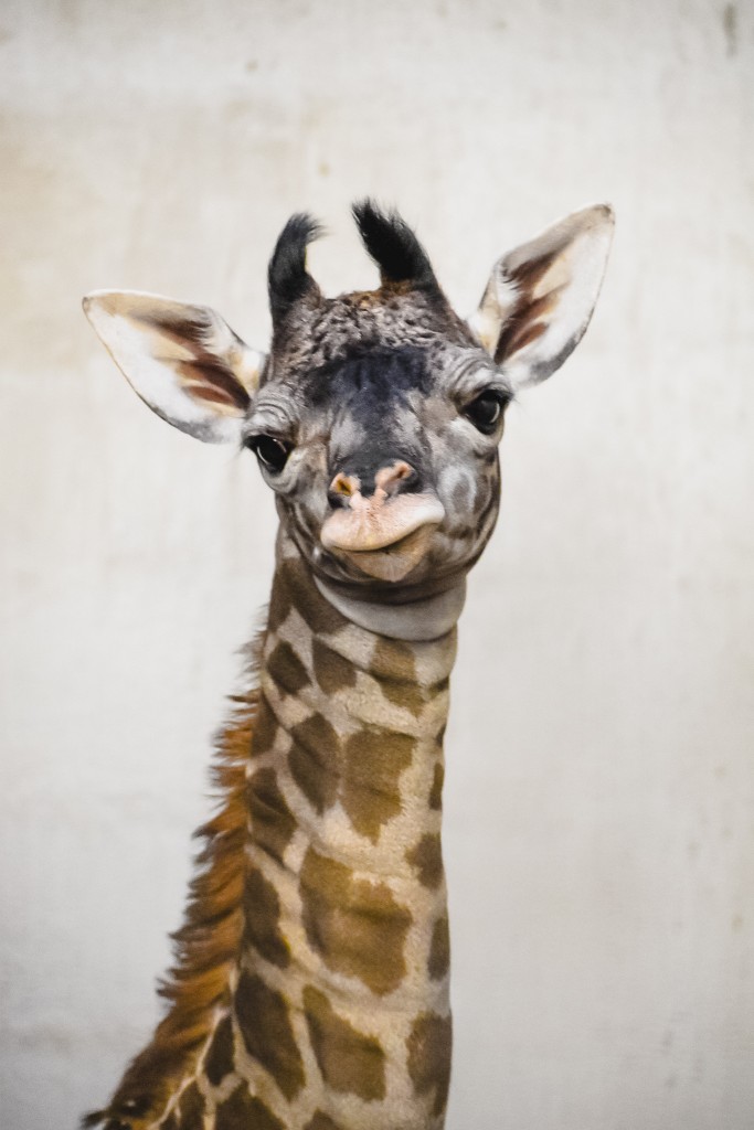Greenville Zoo Giraffe Calf 3