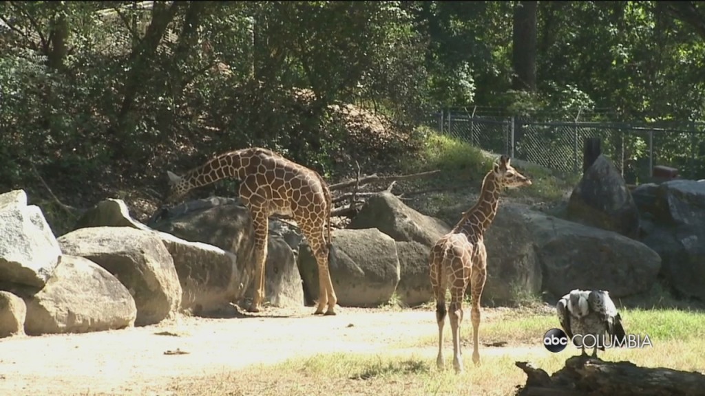 Zoo Adoptions