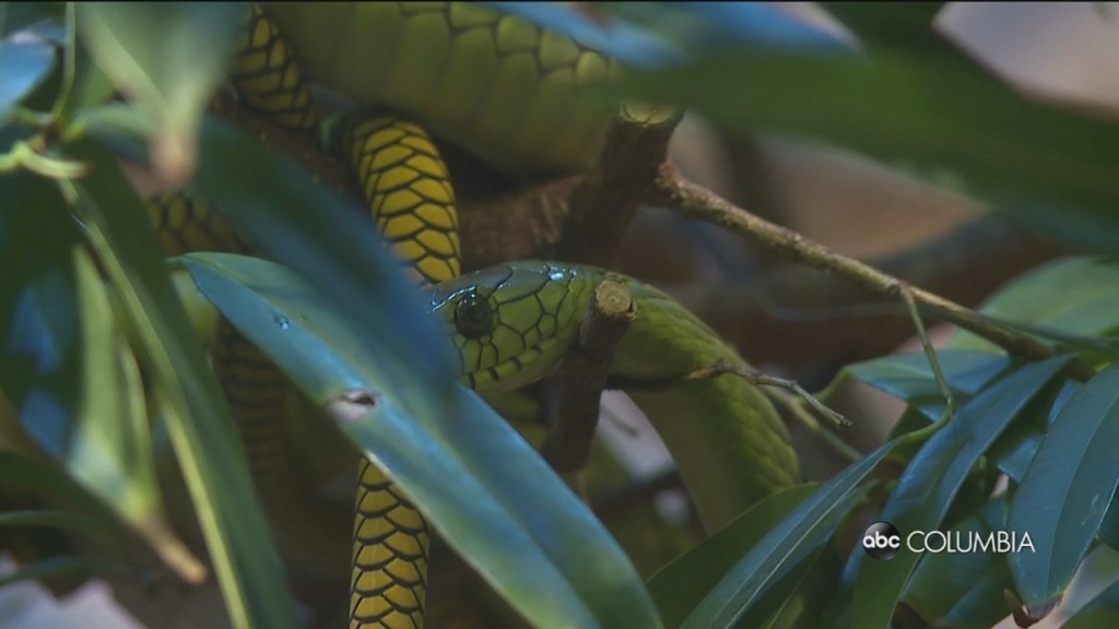 Raleigh Snake