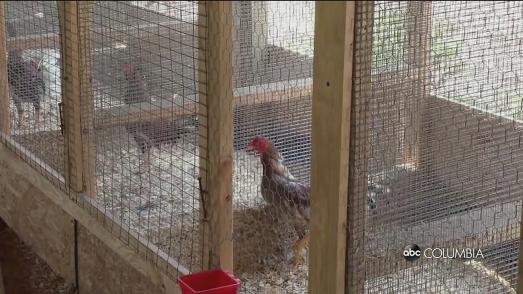 Cockfighting Reward