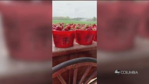Maxcy Farms Opening