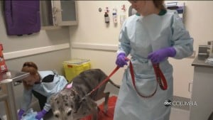 Dog Cancer Research
