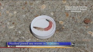 Sea Worms