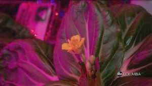 Veggies In Space