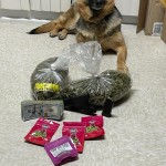 K9 Nala Bust 1