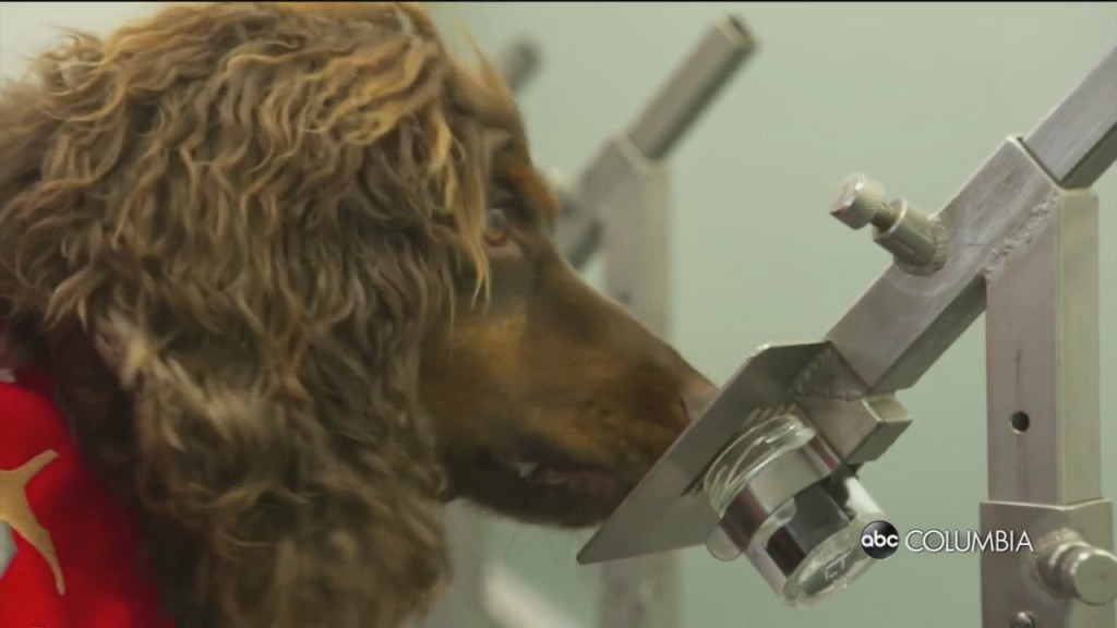 Dogs Sniff