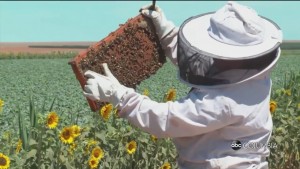 Us Drought And Bees
