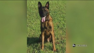 K9 Nero
