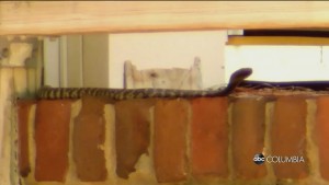75 Snakes