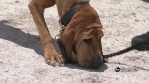 K9 Storm Rescue