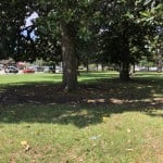 Image 50420993