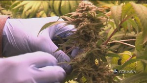 Sc Hemp Grower