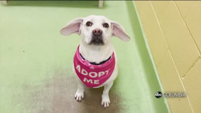 Pawmetto