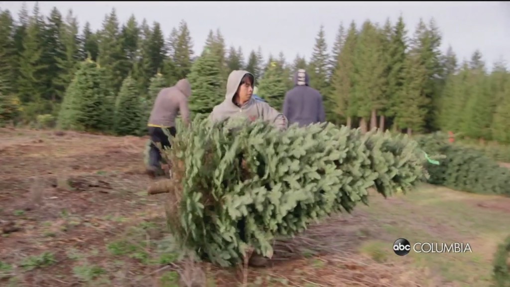 Christmas Tree