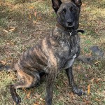 Kcso K9 Taz